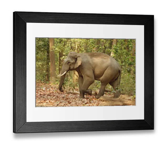 Framed Print : Indian Elephant (Tusker) coming out of Sal forest, Corbett National Park, India Framed Print : Indian Elephant (Tusker) coming out of Sal forest, Corbett National Park, India