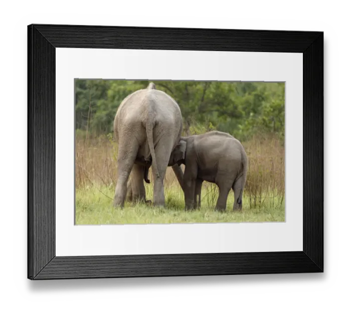 Framed Print : Indian Elephant suckling the calf, Corbett National Park, India Framed Print : Indian Elephant suckling the calf, Corbett National Park, India