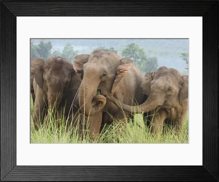 Framed Print : Indian Elephants feeding, Corbett National Park, India