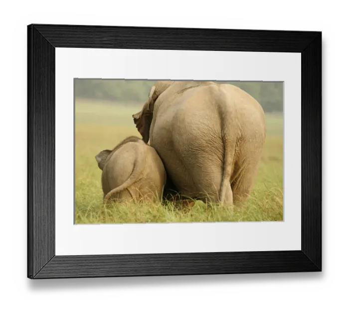 Framed Print : Indian Elephant and young, Corbett National Park, India Framed Print : Indian Elephant and young, Corbett National Park, India