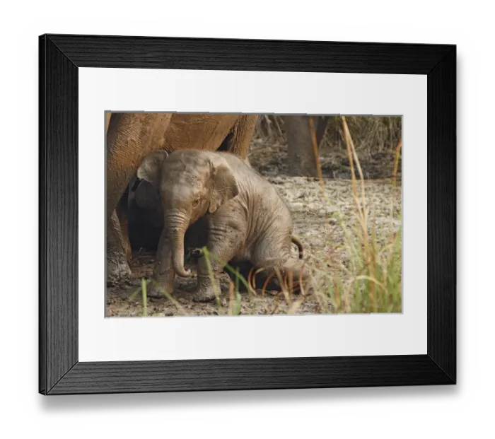 Framed Print : Young one of Indian Elephant mud-wallowing, Corbett National Park, India