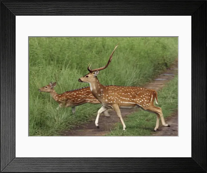 Framed Print : Chitals crossing the track, Corbett National Park, India Framed Print : Chitals crossing the track, Corbett National Park, India