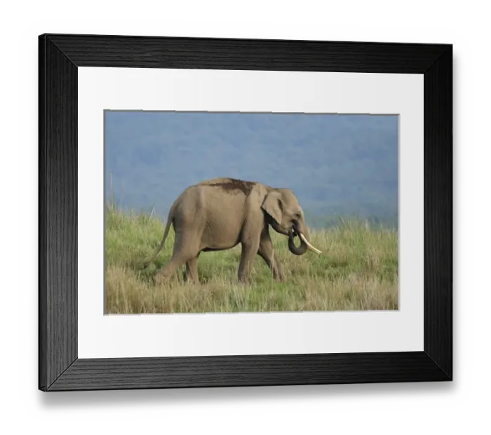 Framed Print : Young Indian Elephant on the move, Corbett National Park, India Framed Print : Young Indian Elephant on the move, Corbett National Park, India