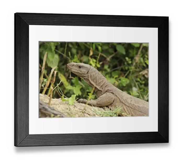 Framed Print : Water Monitor Lizard, Keoladeo National Park, India