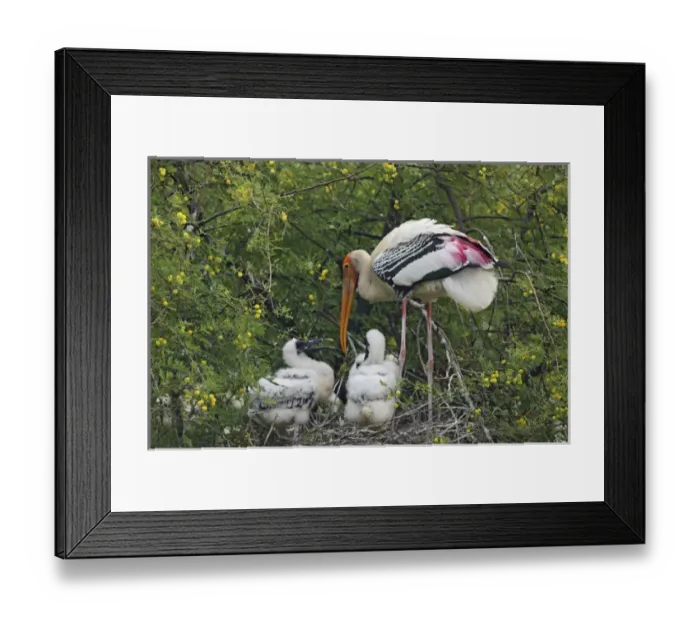 Framed Print : Painted Stork & young ones, Keoladeo National Park, India Framed Print : Painted Stork & young ones, Keoladeo National Park, India