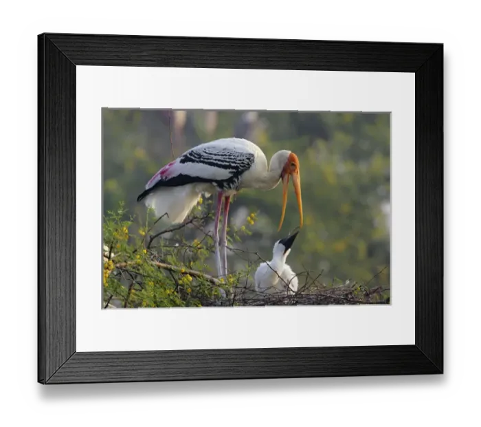Framed Print : Painted Stork & youn one, Keoladeo National Park, India Framed Print : Painted Stork & youn one, Keoladeo National Park, India