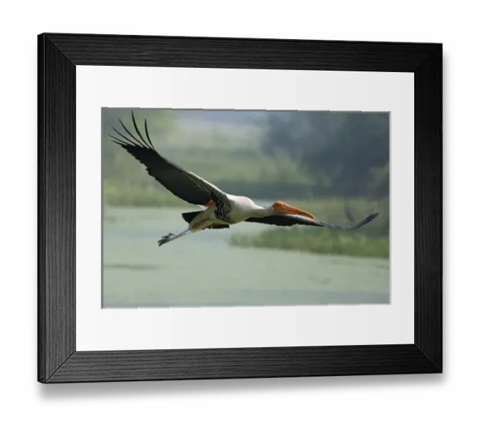 Framed Print : Painted Stork in flight; Keoladeo National Park, India Framed Print : Painted Stork in flight; Keoladeo National Park, India
