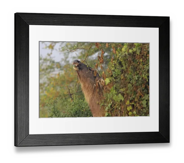Framed Print : Sambar feeding, Keoladeo National Park, India Framed Print : Sambar feeding, Keoladeo National Park, India
