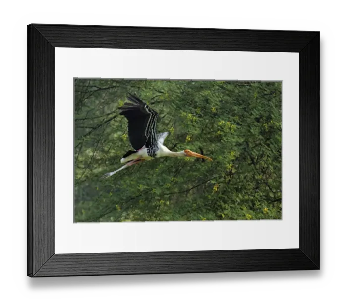 Framed Print : Painted Stork in flight, Keoladeo National Park, India Framed Print : Painted Stork in flight, Keoladeo National Park, India
