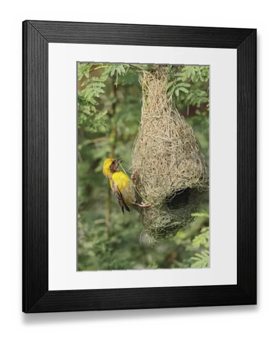 Framed Print : Male Baya Weaver Bird building the nest, Keoladeo National Park, India Framed Print : Male Baya Weaver Bird building the nest, Keoladeo National Park, India