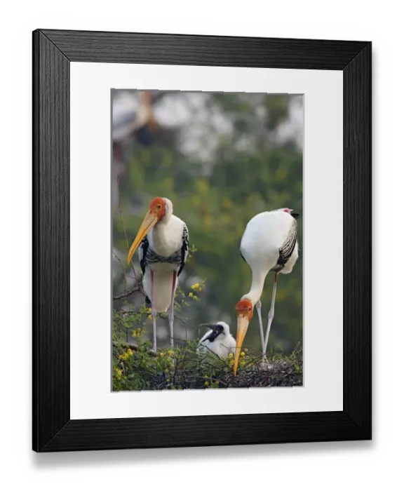 Framed Print : Painted Storks and youngone, Keoladeo National Park, India Framed Print : Painted Storks and youngone, Keoladeo National Park, India