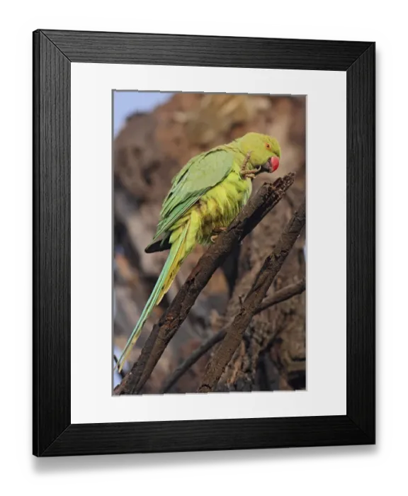Framed Print : Roseringed Parakeet scratching, Keoladeo National Park, India Framed Print : Roseringed Parakeet scratching, Keoladeo National Park, India