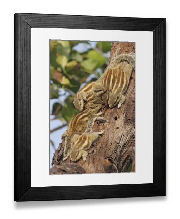 Framed Print : Threestriped Palm Squirrels cuddled together, Keoladeo National Park, India Framed Print : Threestriped Palm Squirrels cuddled together, Keoladeo National Park, India
