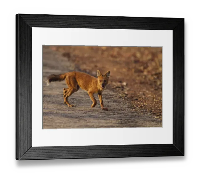 Framed Print : Wild Dog on the move, Tadoba Andheri Tiger Reserve (TATR), India