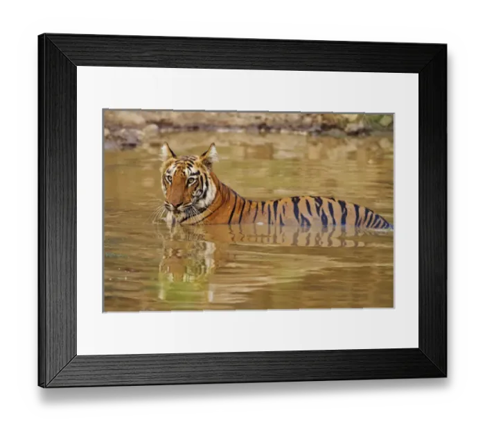 Framed Print : Royal Bengal Tiger at the waterhole, Tadoba Andheri Tiger Reserve Framed Print : Royal Bengal Tiger at the waterhole, Tadoba Andheri Tiger Reserve