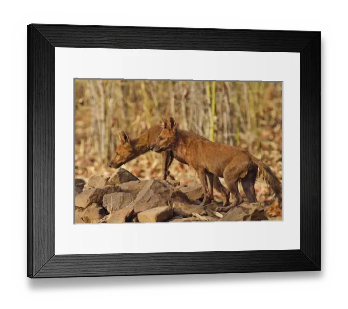 Framed Print : Wild Dogs, Tadoba Andheri Tiger Reserve (TATR), India Framed Print : Wild Dogs, Tadoba Andheri Tiger Reserve (TATR), India