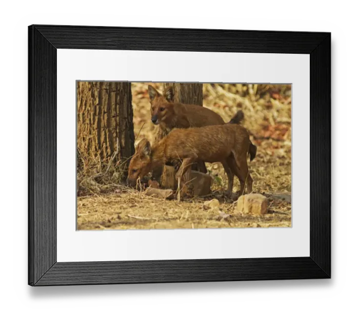 Framed Print : Wild Dogs, Tadoba Andheri Tiger Reserve (TATR), India Framed Print : Wild Dogs, Tadoba Andheri Tiger Reserve (TATR), India