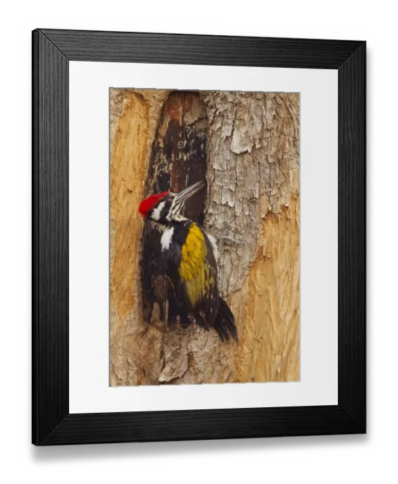 Framed Print : Greater Flameback Woodpecker scouting for nesting site, Tadoba Andheri Tiger Reserve (TATR) Framed Print : Greater Flameback Woodpecker scouting for nesting site, Tadoba Andheri Tiger Reserve (TATR)