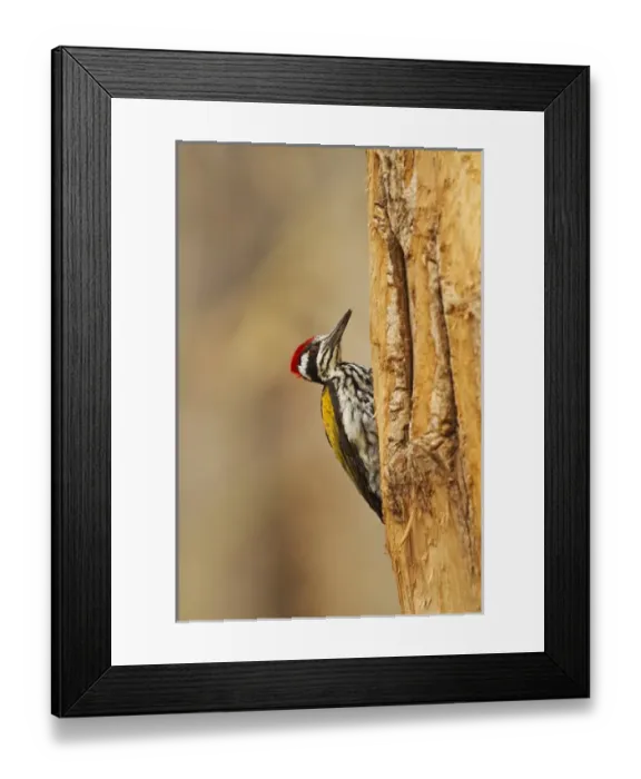 Framed Print : Greater Flameback Woodpecker scouting for nesting site, Tadoba Andheri Tiger Reserve (TATR)
