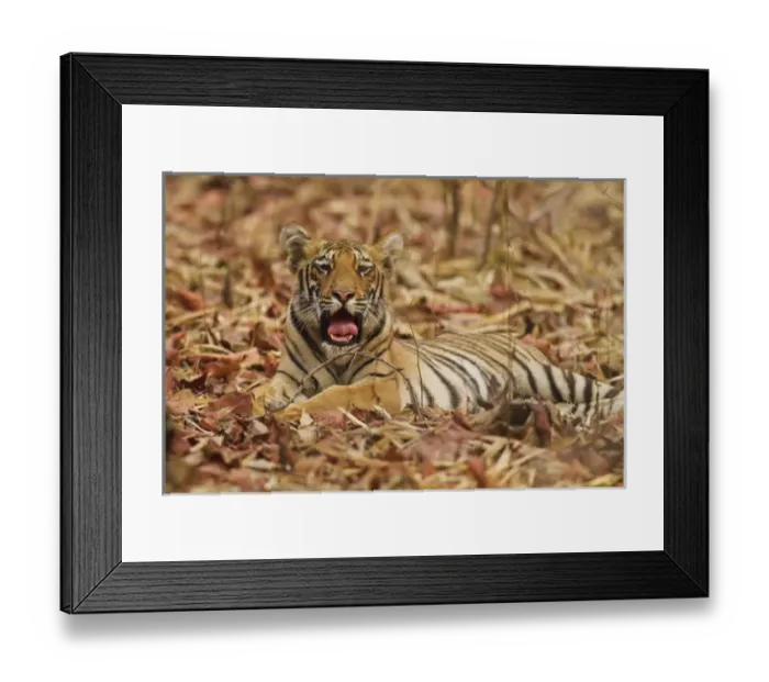Framed Print : Royal Bengal Tiger cub yawning, Tadoba Andheri Tiger Reserve, India Framed Print : Royal Bengal Tiger cub yawning, Tadoba Andheri Tiger Reserve, India