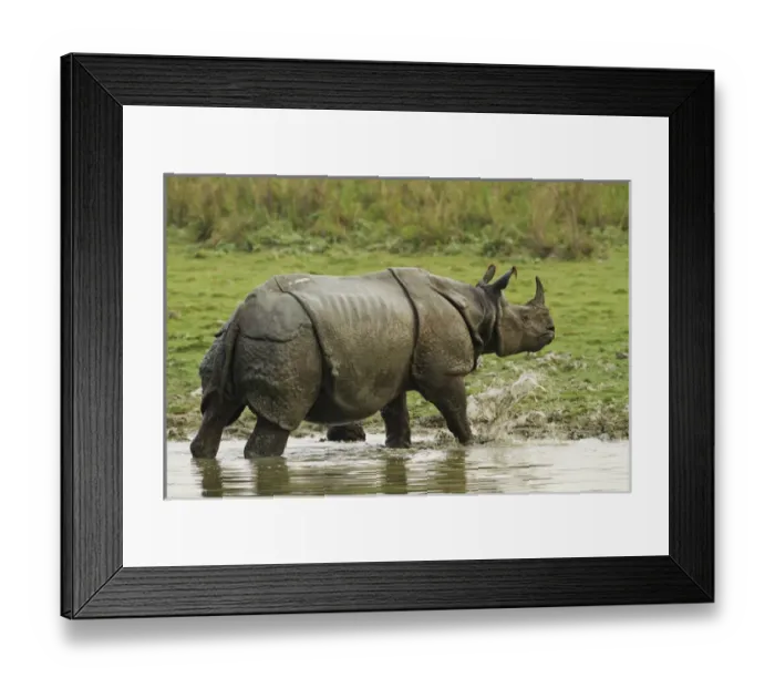 Framed Print : One-horned Rhinoceros, coming out of jungle pond, Kaziranga National Park, India Framed Print : One-horned Rhinoceros, coming out of jungle pond, Kaziranga National Park, India