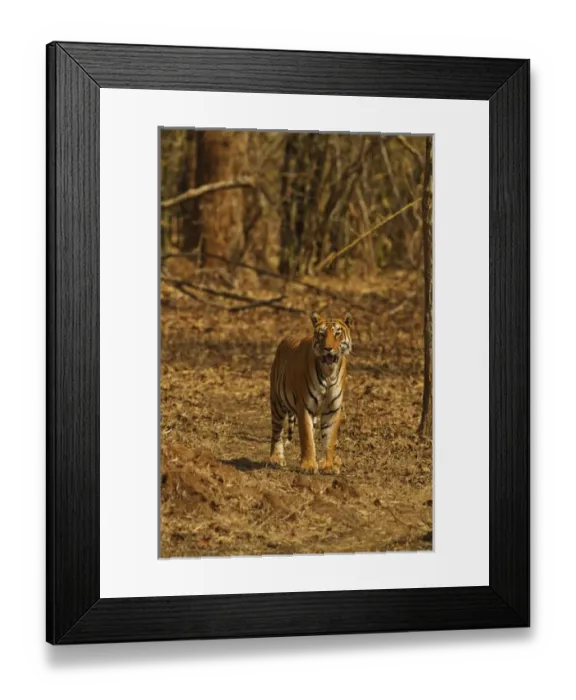 Framed Print : Tiger on the move in bamboo forest, Tadoba Andheri Tiger Reserve, India