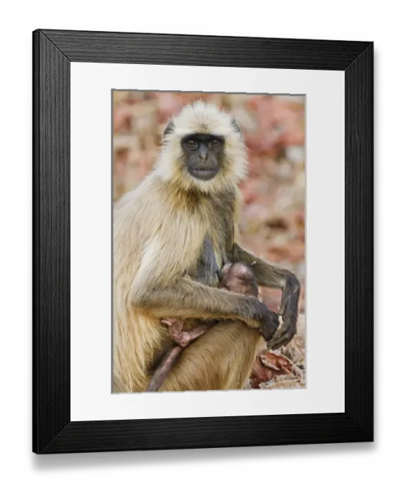 Framed Print : Hanuman Langoor and young one, Tadoba Andheri Tiger Reserve (TATR), Maharashtra