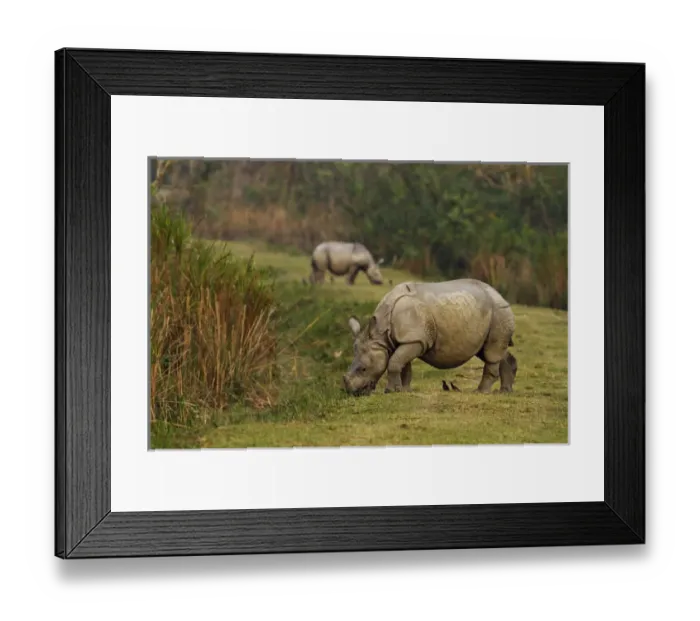 Framed Print : One-horned Rhiceros feeding on the short grass, Kaziranga National Park, India Framed Print : One-horned Rhiceros feeding on the short grass, Kaziranga National Park, India