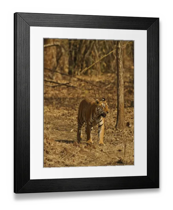 Framed Print : Tiger on the move in bamboo forest, Tadoba Andheri Tiger Reserve, India Framed Print : Tiger on the move in bamboo forest, Tadoba Andheri Tiger Reserve, India