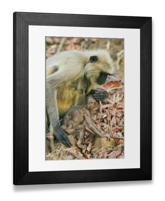 Framed Print : Hanuman Langoor and young one, Tadoba Andheri Tiger Reserve (TATR), Maharashtra Framed Print : Hanuman Langoor and young one, Tadoba Andheri Tiger Reserve (TATR), Maharashtra