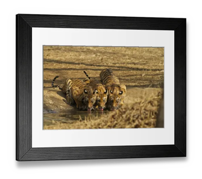 Framed Print : Tiger cubs at the waterhole, Tadoba Andheri Tiger Reserve, India