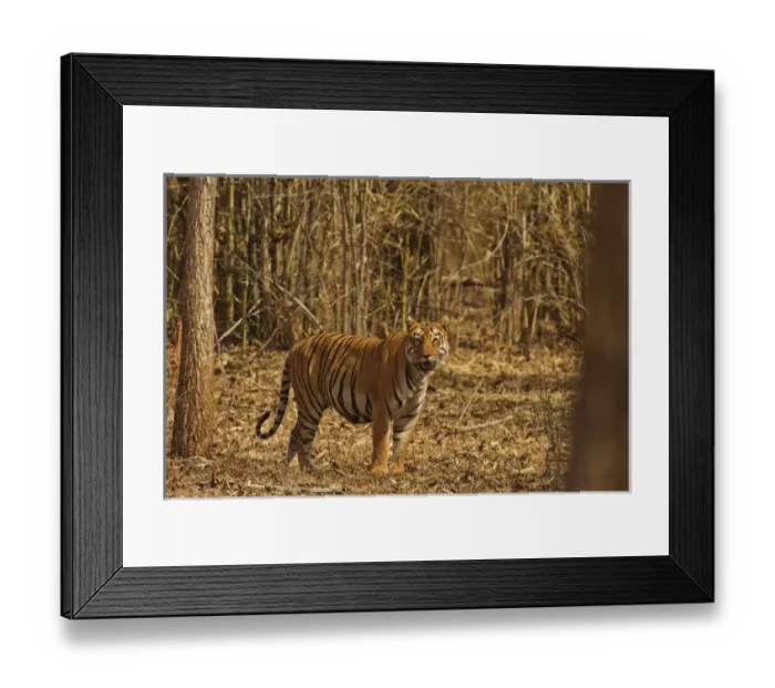 Framed Print : Tiger on the move in bamboo forest, Tadoba Andheri Tiger Reserve, India