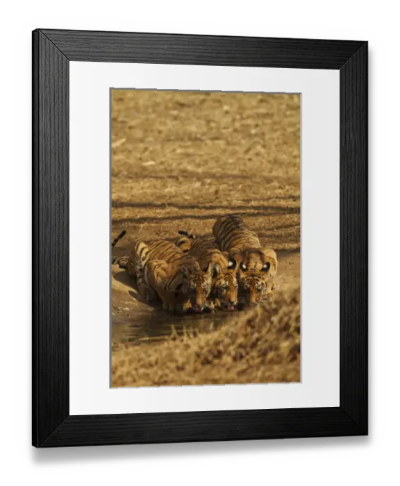 Framed Print : Tiger cubs at the waterhole, Tadoba Andheri Tiger Reserve, India
