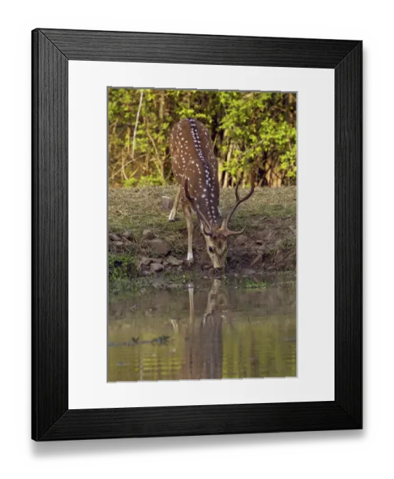Framed Print : Chital stag drinking at the waterhole, Tadoba Andheri Tiger Reserve (TATR), Maharashtra Framed Print : Chital stag drinking at the waterhole, Tadoba Andheri Tiger Reserve (TATR), Maharashtra