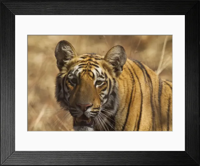 Framed Print : Royal Bengal Tiger, a close up, Tadoba Andheri Tiger Reserve, India