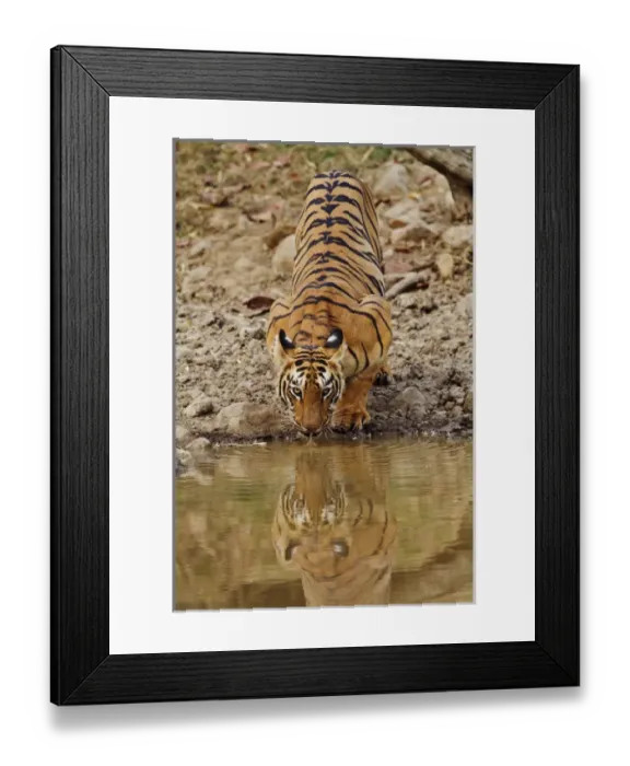 Framed Print : Tigress, drinking at the waterhole, Tadoba Andheri Tiger Reserve, India Framed Print : Tigress, drinking at the waterhole, Tadoba Andheri Tiger Reserve, India