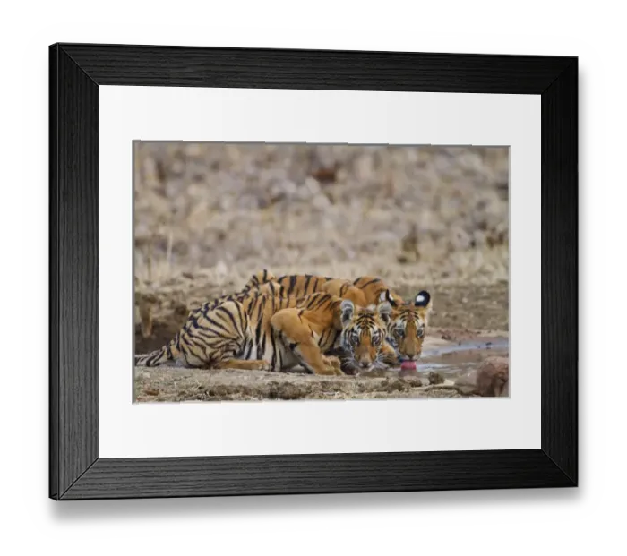 Framed Print : Royal Bengal Tiger cubs at the waterhole, Tadoba Andheri Tiger Reserve, India Framed Print : Royal Bengal Tiger cubs at the waterhole, Tadoba Andheri Tiger Reserve, India