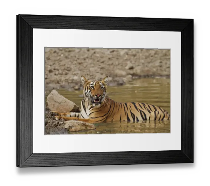 Framed Print : Tadoba Andheri Tiger Reserve, India Framed Print : Tadoba Andheri Tiger Reserve, India