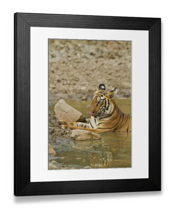 Framed Print : Royal Bengal Tiger at the waterhole, Tadoba Andheri Tiger Reserve
