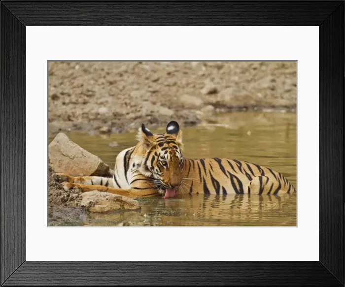 Framed Print : Royal Bengal Tiger, drinking at the waterhole, Tadoba Andheri Tiger Reserve, India Framed Print : Royal Bengal Tiger, drinking at the waterhole, Tadoba Andheri Tiger Reserve, India