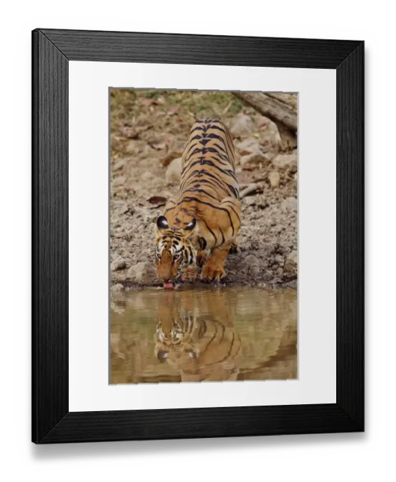 Framed Print : Tigress, drinking at the waterhole, Tadoba Andheri Tiger Reserve, India Framed Print : Tigress, drinking at the waterhole, Tadoba Andheri Tiger Reserve, India