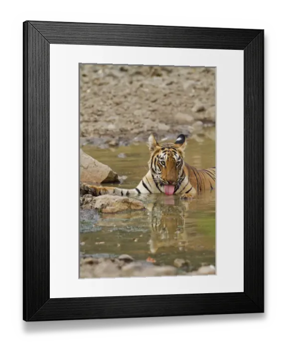 Framed Print : Royal Bengal Tiger, drinking at the waterhole, Tadoba Andheri Tiger Reserve, India