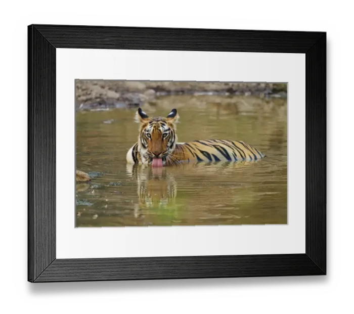Framed Print : Royal Bengal Tiger, drinking at the waterhole, Tadoba Andheri Tiger Reserve, India