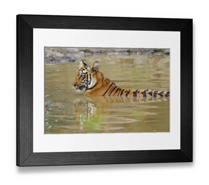 Framed Print : Royal Bengal Tiger at the waterhole, Tadoba Andheri Tiger Reserve