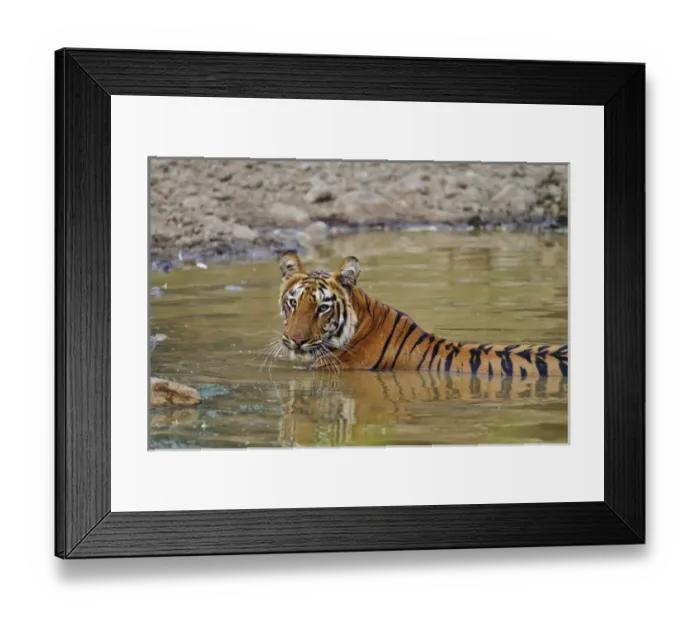 Framed Print : Royal Bengal Tiger at the waterhole, Tadoba Andheri Tiger Reserve Framed Print : Royal Bengal Tiger at the waterhole, Tadoba Andheri Tiger Reserve