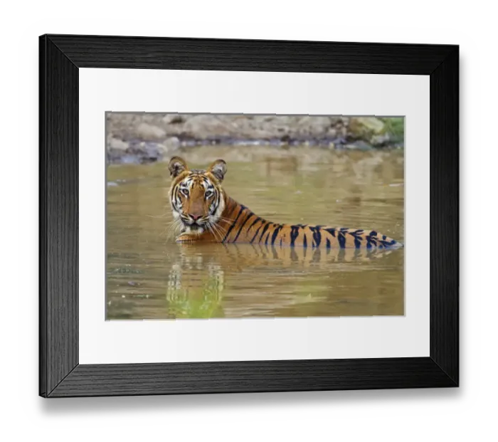 Framed Print : Royal Bengal Tiger at the waterhole, Tadoba Andheri Tiger Reserve Framed Print : Royal Bengal Tiger at the waterhole, Tadoba Andheri Tiger Reserve