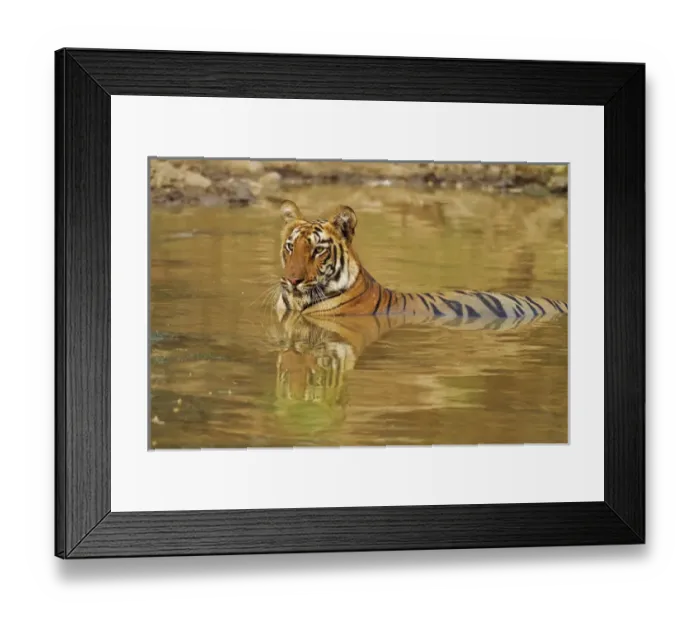 Framed Print : Royal Bengal Tiger at the waterhole, Tadoba Andheri Tiger Reserve Framed Print : Royal Bengal Tiger at the waterhole, Tadoba Andheri Tiger Reserve