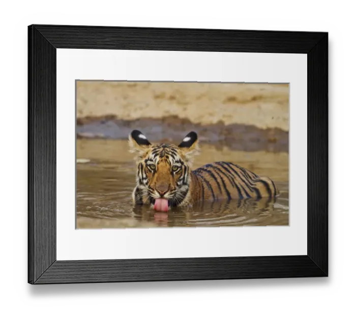 Framed Print : Royal Bengal Tiger cub, drinking water in the waterhole, Tadoba Andheri Tiger Reserve Framed Print : Royal Bengal Tiger cub, drinking water in the waterhole, Tadoba Andheri Tiger Reserve