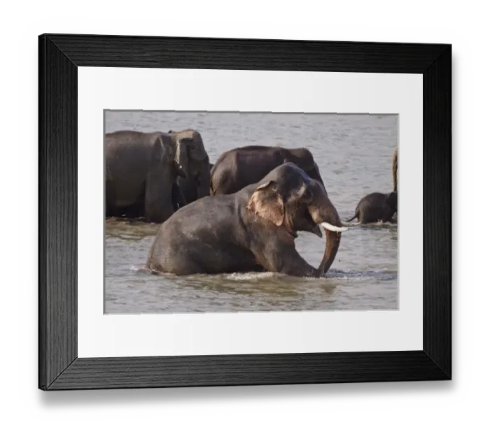 Framed Print : Indian / Asian Elephant in the river Ramganga, Corbett National Park, India Framed Print : Indian / Asian Elephant in the river Ramganga, Corbett National Park, India