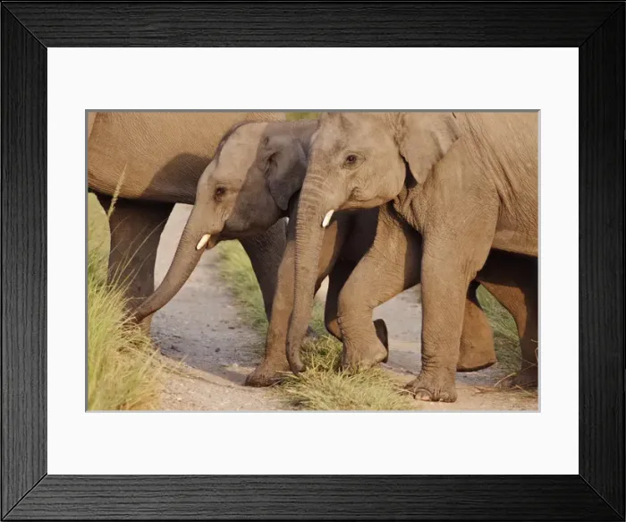 Framed Print : Young Indian / Asian Elephants (tuskers), Corbett National Park, India Framed Print : Young Indian / Asian Elephants (tuskers), Corbett National Park, India